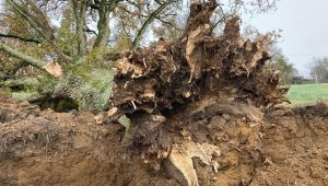 illustration agrandir l