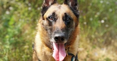 Nikita, cette femelle malinois de 9 ans, toujours énergique, est à l'adoption à Roquebrune-sur-Argens - ICI