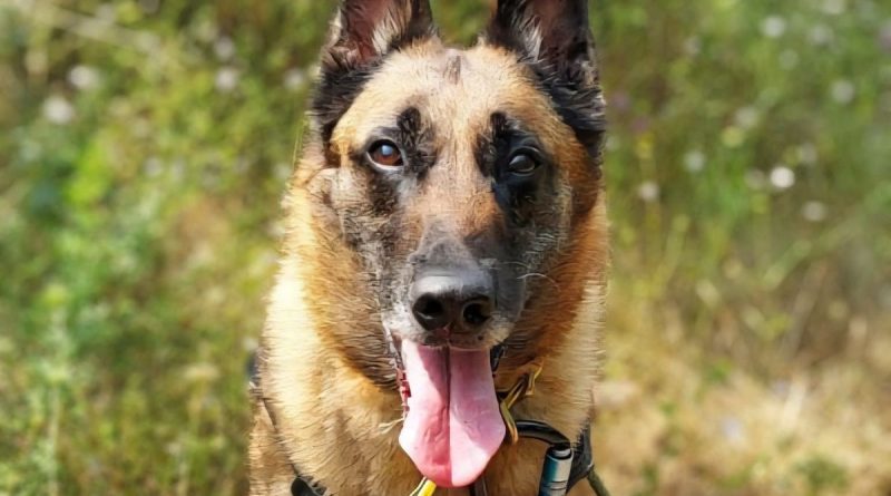 Nikita, cette femelle malinois de 9 ans, toujours énergique, est à l'adoption à Roquebrune-sur-Argens - ICI