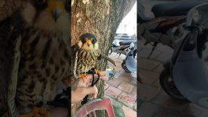 Nouvelle musique EDM Naruto pour ce mardi !