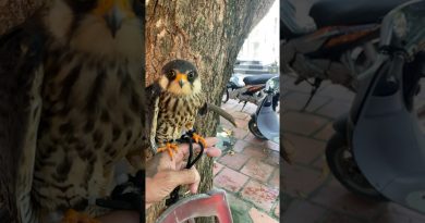 Nouvelle musique EDM Naruto pour ce mardi !