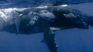 « On pourra observer des baleines vivantes encore longtemps » : une nouvelle réglementation réjouit les défenseurs de l'Océan