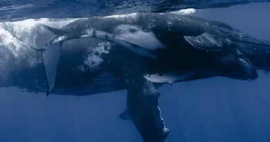 « On pourra observer des baleines vivantes encore longtemps » : une nouvelle réglementation réjouit les défenseurs de l'Océan