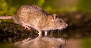 Ouragan Mélissa : la Caricom déploie son plan d'urgence