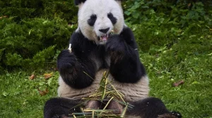 Le couple de pandas de Beauval s'envole pour la Chine, de nouveaux pandas annoncés.