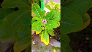 Palant : Musique, Amour et Nature en Vidéos Courtes