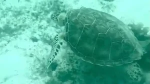 Pêche : l’interdiction d’utilisation du filet trémail bientôt en vigueur en Guadeloupe