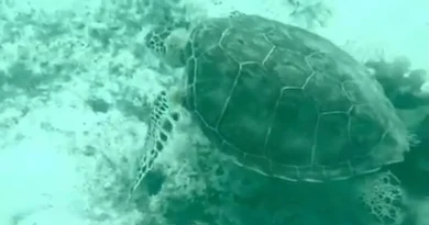 Pêche : l’interdiction d’utilisation du filet trémail bientôt en vigueur en Guadeloupe