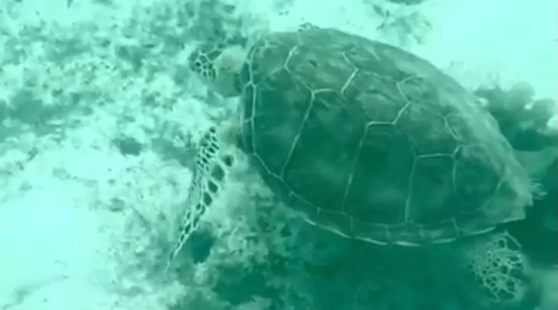 Pêche : l’interdiction d’utilisation du filet trémail bientôt en vigueur en Guadeloupe