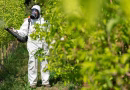 Pesticides : les équipements de protection augmentent l'exposition des travailleurs