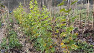Petits arbres originaux : trois choix pour sublimer un jardin réduit - ICI