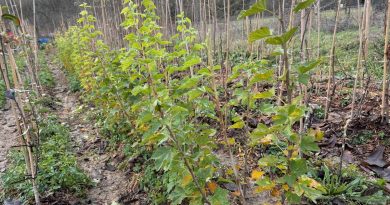 Petits arbres originaux : trois choix pour sublimer un jardin réduit - ICI