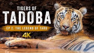 Photographie Animalière à Tadoba : Les Tigres de Taru