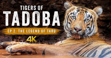 Photographie Animalière à Tadoba : Les Tigres de Taru