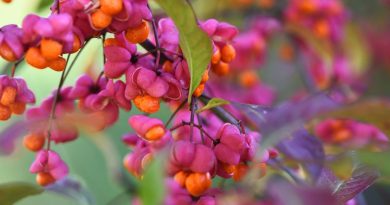 Planter le fusain d'Europe - ICI