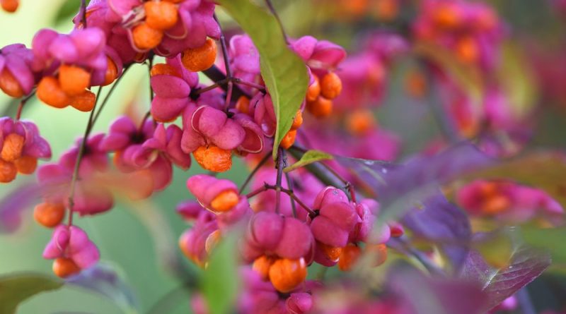 Planter le fusain d'Europe - ICI