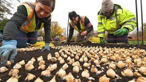 Planter les bulbes de printemps : c’est maintenant ! - ICI