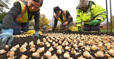 Planter les bulbes de printemps : c’est maintenant ! - ICI