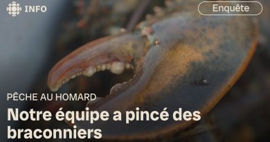 Plongée dans le marché noir du homard