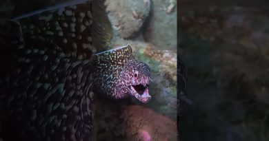 Plongée sous-marine nocturne : une aventure inoubliable !