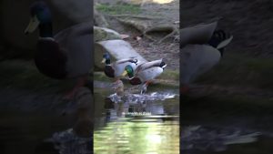 🏡 Plongez dans l'immobilier autrement !