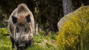 Plus de 31 000 bêtes tuées en un an : le Gard, département champion de France du prélèvement de sangliers