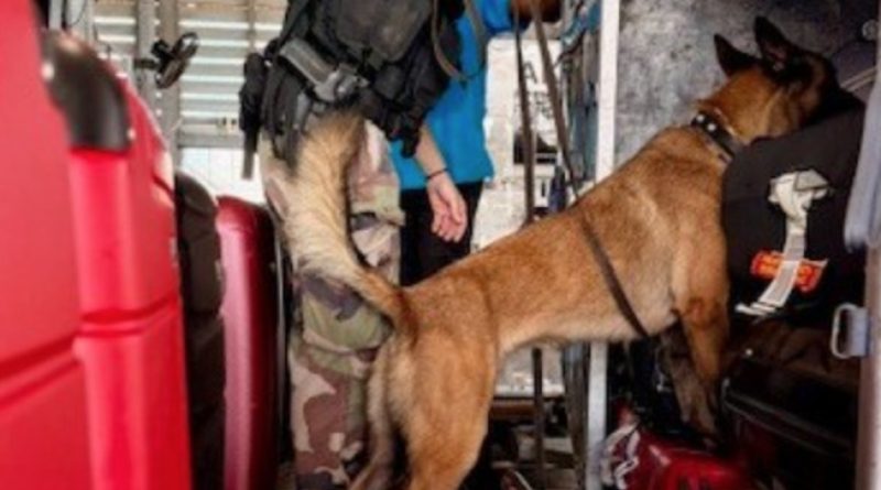 Pointe-à-Pitre : contrôle ciblé sur le tarmac pour sécuriser les vols et les infrastructures