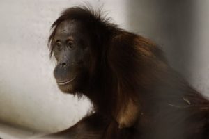 "Pour protéger cette espèce en danger critique" : cinq nouveaux orangs-outans accueillis au zoo belge Pairi Daiza