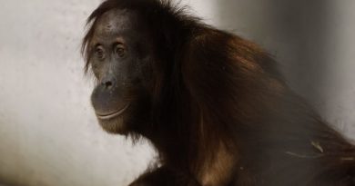 "Pour protéger cette espèce en danger critique" : cinq nouveaux orangs-outans accueillis au zoo belge Pairi Daiza