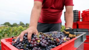 Pour valoriser le "professionnalisme" des travailleurs handicapés, Les Papillons blancs en Champagne lancent leur marque - ICI