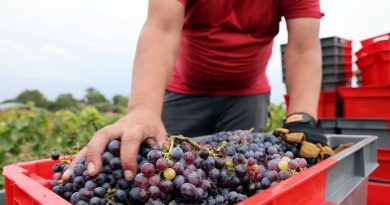 Pour valoriser le "professionnalisme" des travailleurs handicapés, Les Papillons blancs en Champagne lancent leur marque - ICI