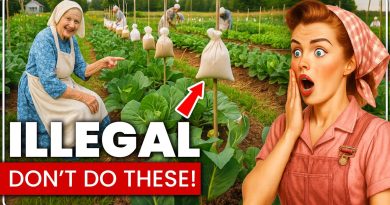 Pourquoi ces pratiques de jardinage sont illégales aux États-Unis