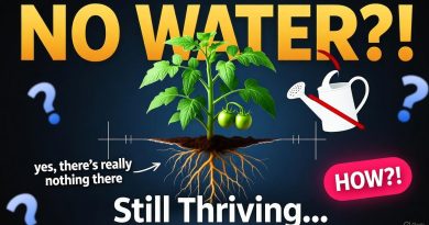 Pourquoi j'ai arrêté d'arroser mon jardin et mes légumes prospèrent