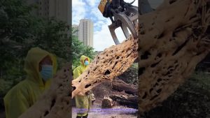 Préparation à la sculpture : Nettoyage des racines à haute pression