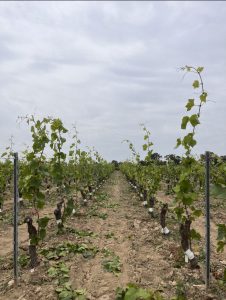 Près de Nantes. Cette technique a permis à ce vigneron de changer de vin sans arracher ni replanter de vigne
