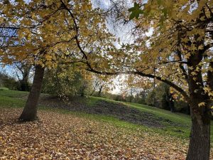 Présence du sanglier : cette ville de Seine-et-Marne en zone noire, cinq battues prévues jusqu’en mars