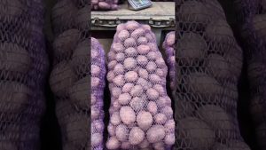 Prix de la pomme de terre sur le marché de Lviv #récolte