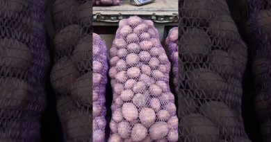 Prix de la pomme de terre sur le marché de Lviv #récolte