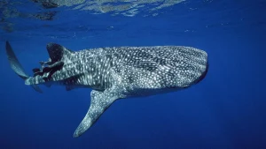 Protection accrue pour plus de 70 espèces de requins et raies menacées