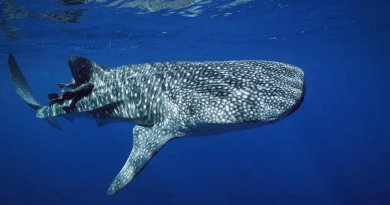 Protection accrue pour plus de 70 espèces de requins et raies menacées