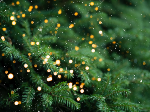 Que faire de vos sapins après les fêtes ? - Ville de Rambouillet