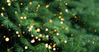 Que faire de vos sapins après les fêtes ? - Ville de Rambouillet