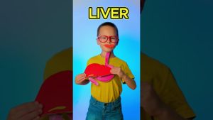 Que se passe-t-il après avoir mangé ? Comprendre la digestion !