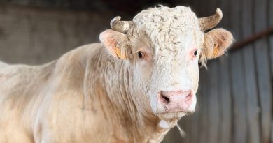 Quel est ce "sanctuaire" où va vivre Saturnin, ce taureau sauvé de l'abattoir ?