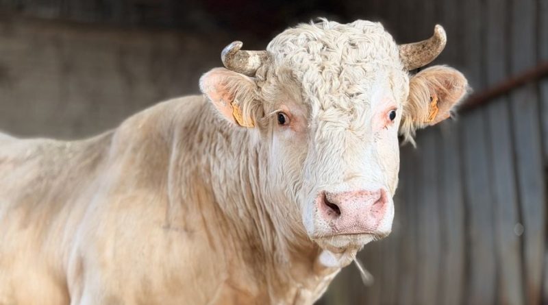 Quel est ce "sanctuaire" où va vivre Saturnin, ce taureau sauvé de l'abattoir ?