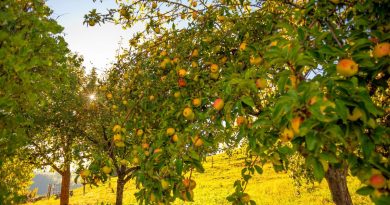Quelle variété de pommier choisir selon le rendement voulu et le goût souhaité pour les pommes - ICI