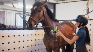 Quinté à Bordeaux-le Bouscat du mercredi 12 novembre : les pronostics hippiques d'Hervé Fortin - ICI