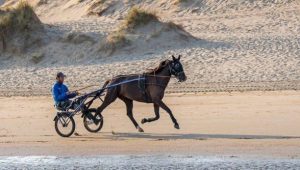 Quinté à Paris-Vincennes du samedi 8 novembre : les pronostics hippiques d'Hervé Fortin - ICI