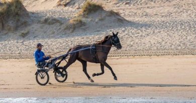 Quinté à Paris-Vincennes du samedi 8 novembre : les pronostics hippiques d'Hervé Fortin - ICI