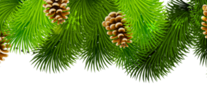 Recettes de Noël : idées d'entrées et de boissons à préparer